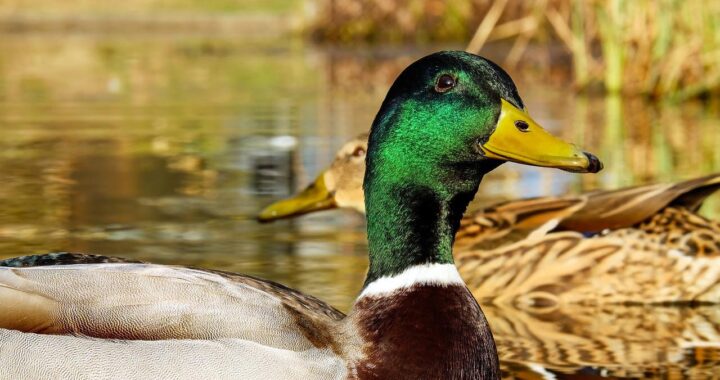 Na co zwrócić uwagę przy wynajmie busa?