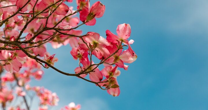 ile kosztuje projektowanie ogrodu? Od czego zacząć projekty?