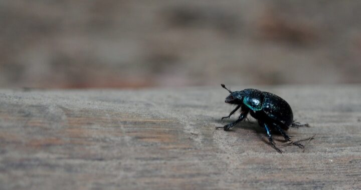 Profesjonalne zwalczanie insektów w domu – kiedy jest potrzebne?