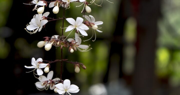 Jak wzmocnić nerki wg medycyny chińskiej?