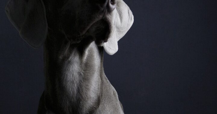 Dlaczego warto mieć zamontowany alarm?